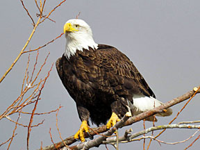 bald eagle graphic